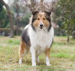 Veja quais são as raças de cachorro que surpreendem pela inteligência 