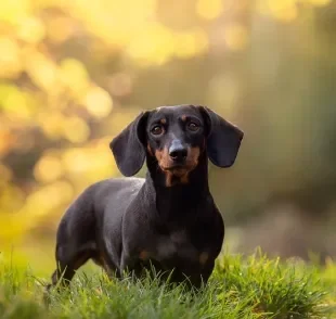 Confira quais são as raças de cachorro pequeno mais encantadoras 