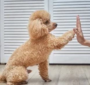 Confira quais são as raças de cachorro pequeno mais espertas e obedientes