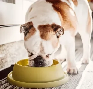 O sachê para cachorro tem bastante água na composição e pode ser uma boa alternativa para os dias quentes