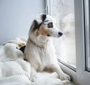 O cachorro com ansiedade de separação sofre muito na ausência do dono