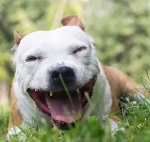 Apesar de parecer inofensivo, a tosse de cachorro pode representar algo grave na saúde do pet