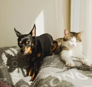 O cachorro e o gato com calor excessivo precisam de atenção