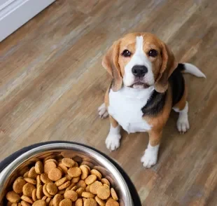 Cachorro obeso pode ser resultado de uma alimentação inadequada