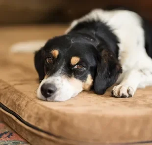 A cinomose é uma doença bastante perigosa para os cães