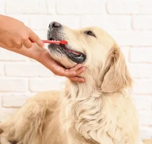 Saber como escovar dente de cachorro é importante por vários motivos