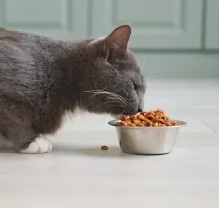 A diabetes em gatos precisa de uma atenção especial com a dieta felina