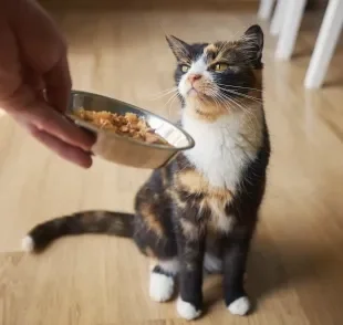 Para evitar doenças de gato perigosas, é importante manter a boa alimentação do pet