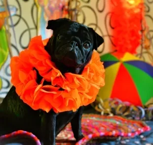 Levar seu cachorro num bloco de carnaval pode ser perigoso