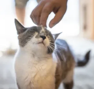 O comportamento da gata no cio é marcado por muitas mudanças