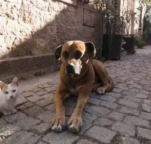 Cientistas acreditam que o campo magnético da Terra tem influência em cães e gatos