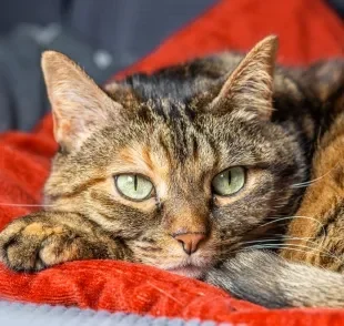 Um gato doente pode apresentar diferentes sintomas que passam despercebidos