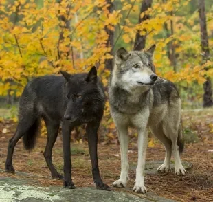 Cachorros e lobos têm uma relação muito próxima, e a auto domesticação pode ser a resposta