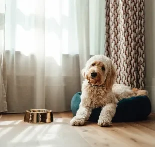 Quando o cachorro não quer comer ração, os tutores devem ligar o sinal de alerta