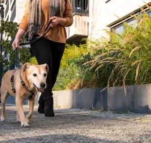 Passear com cachorro todos os dias traz uma série de benefícios aos tutores