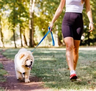 Passear com cachorro no calor requer uma série de cuidados