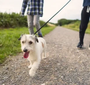 O passeio com cachorro deve ser agradável tanto para o tutor, quanto para o pet