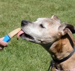 O picolé para cachorro deve ser feito com ingredientes seguros para cães