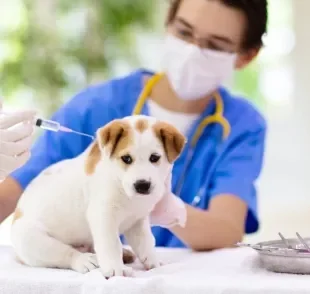 Saber qual é a primeira vacina do cachorro é fundamental para cuidar da saúde do pet