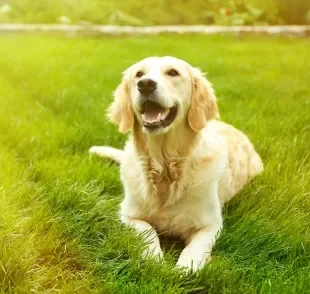 O uso de protetor solar para cachorro é indispensável nos passeios