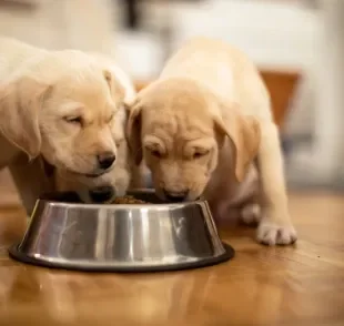 A ração para cachorro filhote oferece todos os nutrientes que o pet precisa para se desenvolver de forma saudável