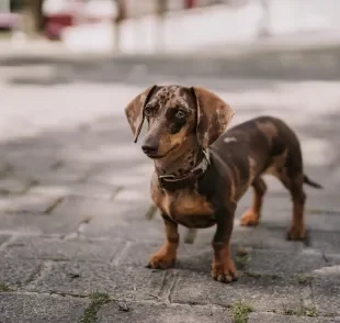 Algumas raças de cachorro podem ser ótimas companhias para pessoas mais tranquilas