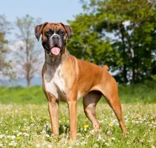 As raças de cachorro grande mais populares podem te surpreender