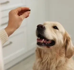 O suplemento para cachorro ajuda a complementar a alimentação animal