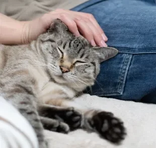 O amor de gato não é difícil de ser conquistado se você seguir algumas dicas