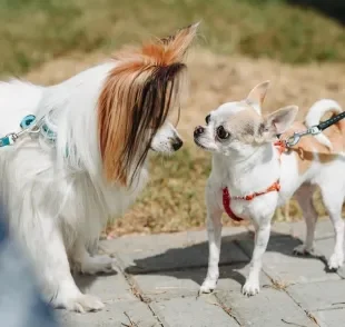 Existe um cachorro pequeno que pode ser muito possessivo com os tutores