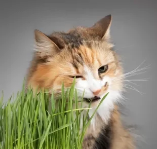 Plantar milho de pipoca como grama para gatos é uma ótima ideia