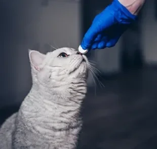 O vermífugo para gatos deve ser administrado conforme orientação veterinária