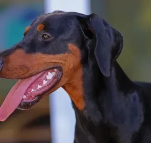 Tártaro, gengivite e mau hálito estão entre os principais problemas bucais em cães