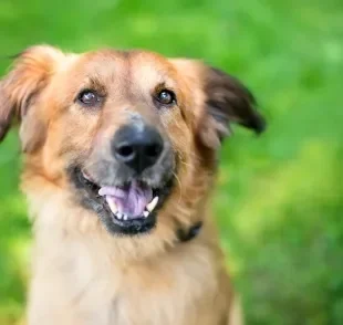 No universo dos sonhos, os cachorros simbolizam amizade, lealdade, proteção e instintos