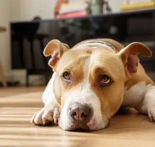 A disbiose intestinal pode afetar bastante o bem-estar canino, causando sintomas incômodos