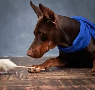 Ratos de rua oferecem grandes riscos à saúde dos cães e também à saúde humana