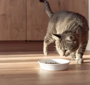 Geralmente, o desinteresse do gato pela ração tem relação com tédio alimentar
