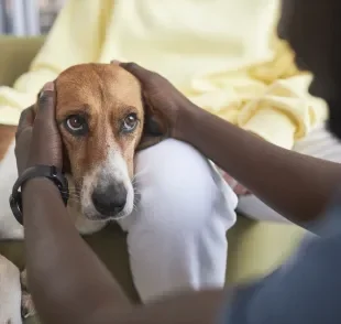 A doença do carrapato é um dos problemas de saúde mais sérios que podem afetar os cães