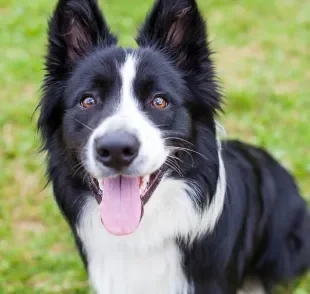 O Border Collie é um dos cachorros mais inteligentes do mundo e tem um nível alto de energia