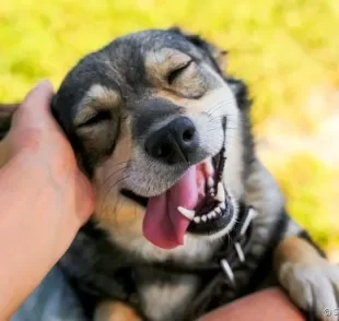 O carinho em cachorro traz benefícios para ele e para você!