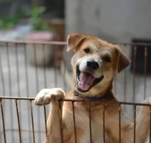 O cercado para cachorro precisa ser utilizado com responsabilidade para não traumatizar o animal!