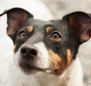 Conjuntivite em cachorro pode ser bem comum. Entenda mais sobre o problema e saiba como cuidar dos olhinhos do seu pet.