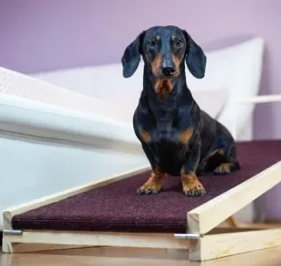 Rampa ou escada para cachorro? Basicamente, elas têm a mesma função: proteger as articulações do seu peludo e evitar doenças ósseas. Veja quando optar pelo acessório!