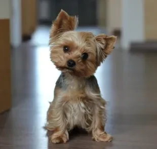 Cachorro que não cresce: descubra algumas das raças que continuam pequenas para sempre