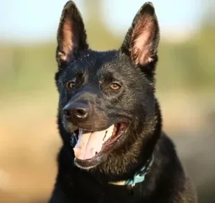 Cachorro vomitando ração: descubra o que pode ser e como ajudar seu amigo