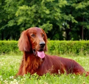 Os gases em cachorros são mais comuns do que você imagina: conheça mais sobre a situação aqui