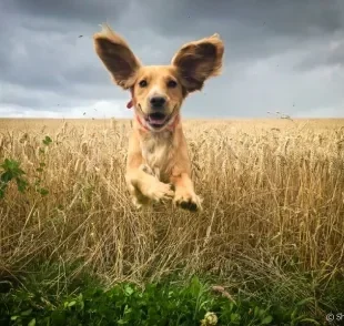 Já reparou que a orelha de cachorro se movimenta costantemente? As posições são uma forma do animal se comunicar com você!