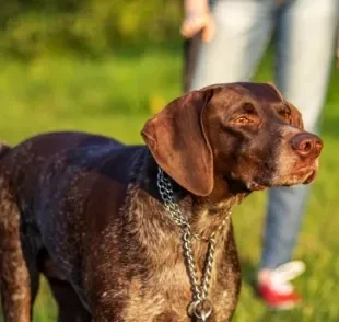 Veja alguns motivos para não passear com cachorro sem guia!