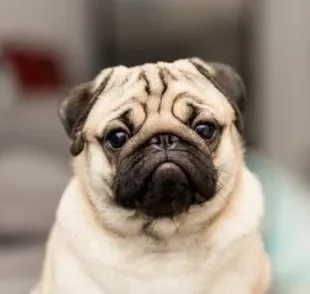 Cachorro Pug: raça pode apresentar alguns problemas de saúde ao longo da vida