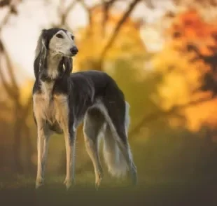 Cachorro Galgo: veja o que as diferentes raças de cachorro desse grupo têm em comum